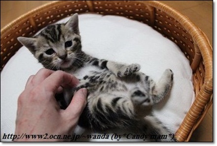 アメリカンショートヘア 子猫写真