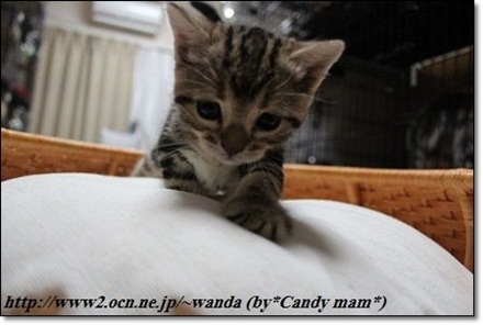 アメリカンショートヘア 子猫写真