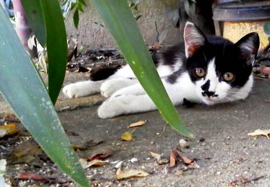 neighbor blwh kitten 20120731