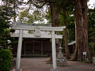 助宗大井神社の大杉