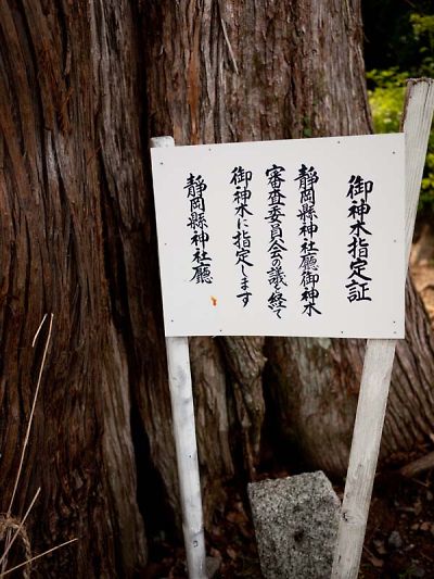 助宗大井神社の大杉