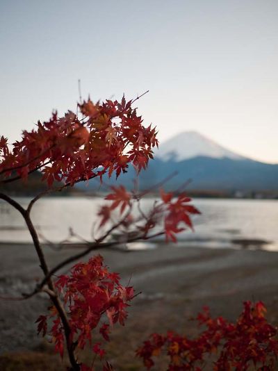 河口湖から見る夕暮れの富士さんともみじ