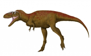 Albertosaurus 3