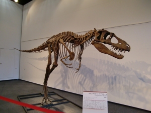Gorgosaurus 3