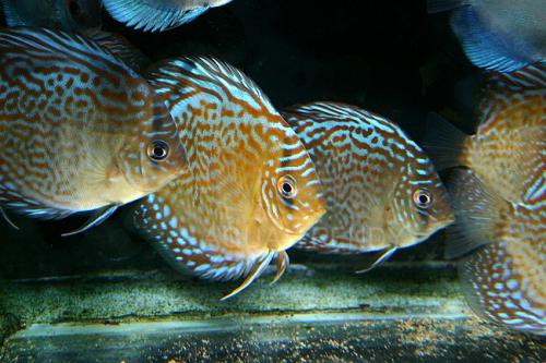 red spoted discus