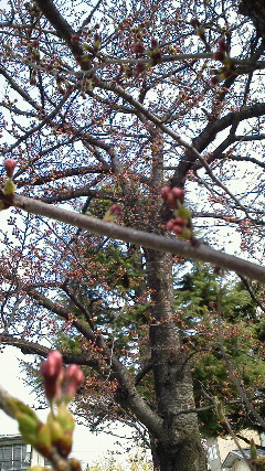 ２１日の桜