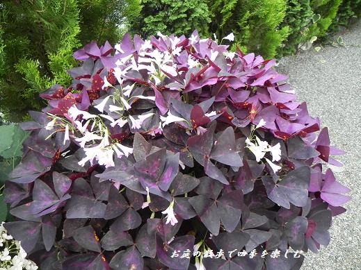 サビ病にかかっても丈夫なオキザリス紫の舞 お庭の散歩で四季を楽しむ