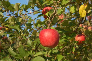 りんご3