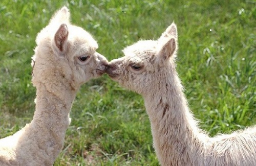 cute-alpaca-photos-10-580x377.jpg