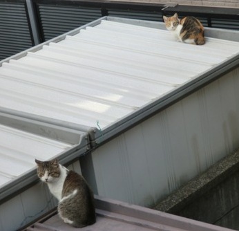 屋根の上の猫１