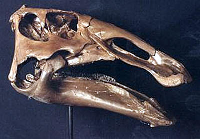 エドモントサウルス頭骨