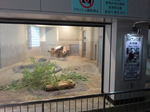 上野動物園　ジャイアントパンダ　シンシン　