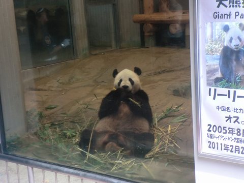 上野動物園　ジャイアントパンダ　リーリー　
