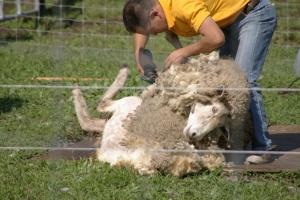 羊さんの毛刈り４