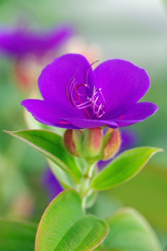 紫紺の牡丹
