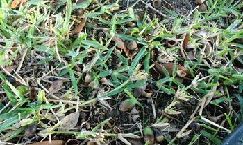 crabgrass1203.jpg