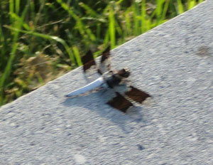 dragonfly3.jpg