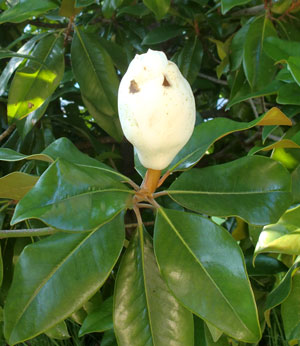 magnolia05171202.jpg