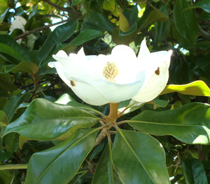 magnolia05171203.jpg