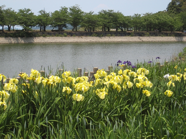 亀鶴公園花しょうぶ園