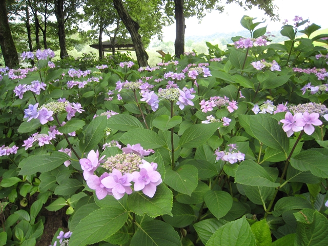 国営讃岐まんのう公園の紫陽花