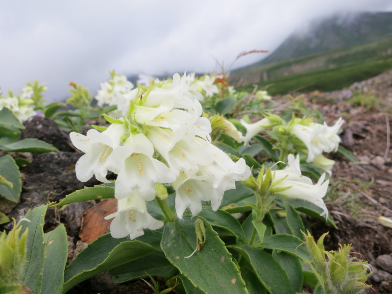 イワブクロの白花