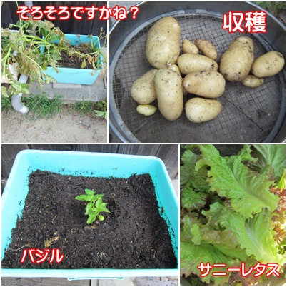 0611-野菜