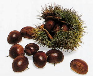 chestnut.jpg