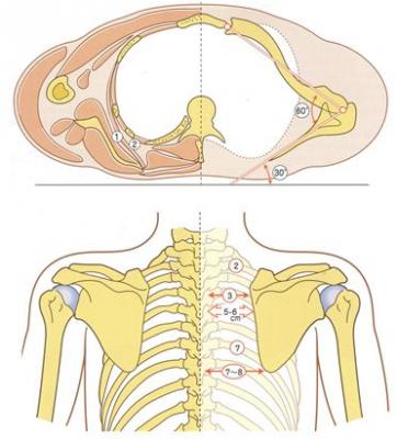 肩甲骨のニュートラル (1)