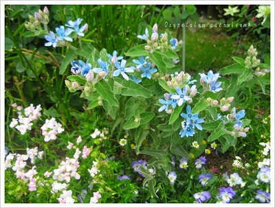 ブルースター オキシペタルム 小さな庭で花と緑に つつまれた暮らし