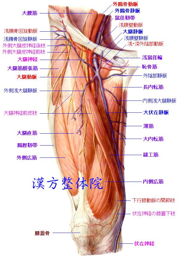 大腿前 内側面の筋肉 漢方医学の豆知識