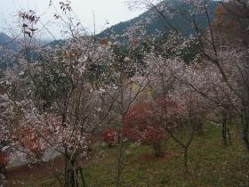 ４条峰桜 (1)