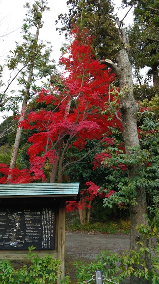 円覚寺山門の前の紅葉