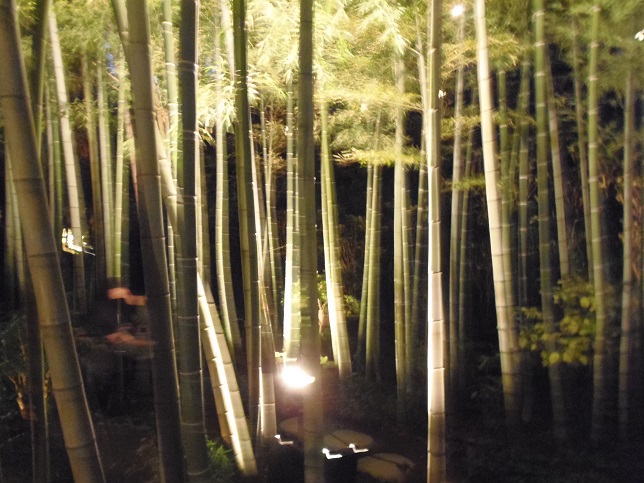 長谷寺の竹林