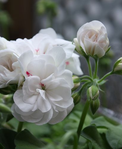 T’s Garden Healing Flowers‐アイビーゼラ・ホワイトパール