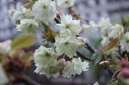 T’s Garden Healing Flowers‐鬱金桜