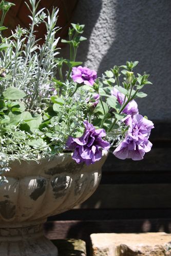T’s Garden Healing Flowers‐ペチュニアとロベリアの寄せ植え