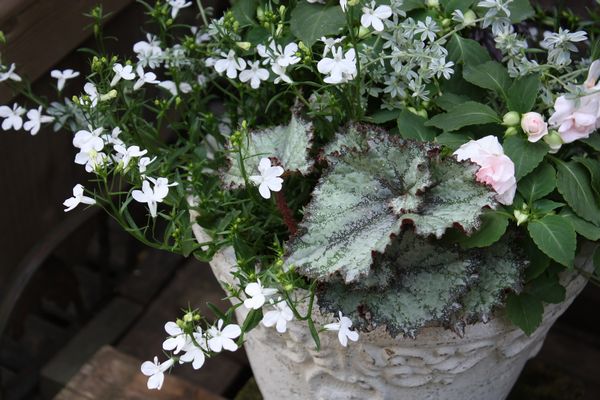 T’s Garden Healing Flowers‐八重インパの寄せ植え