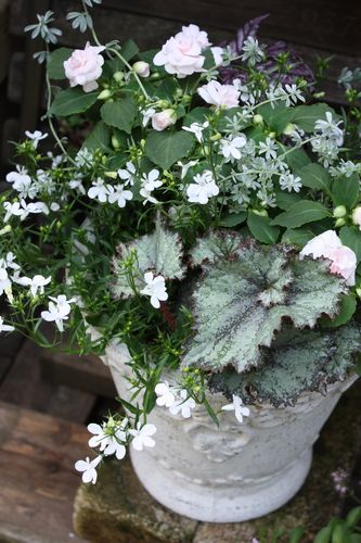T’s Garden Healing Flowers‐八重インパの寄せ植え