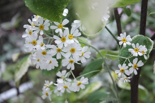T’s Garden Healing Flowers‐シルバーレースの花